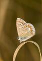 Farfalle