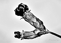 Garofani Black & White_Seppia