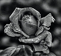 Rosa Nera