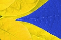 Stella_Giallo_Blu