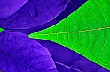 stellaV_R_Verd_Blu