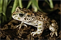 Bufo virdis