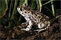 Rospetto (Bufo virdis)