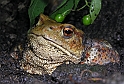 Rospo (Bufo bufo)