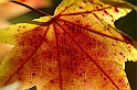 Autunno