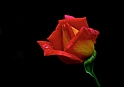 Rosa_Sf_Ner_b