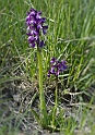 Orchidea Morio