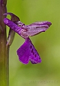 Orchidea morio (Fiore)