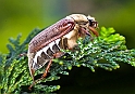 Maggiolino