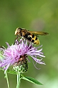 Sirfide (Helophilus)