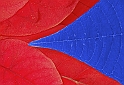 stellaV_R_Blu