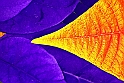 stellaV_R_Gialla_Blu