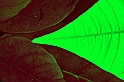 stellaV_R_Verde