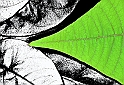 stella_BN_Verde_1