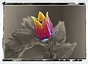 Fiore seppiato